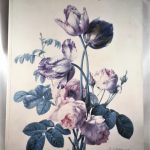 The Floral Art of Pierre-Joseph Redoute